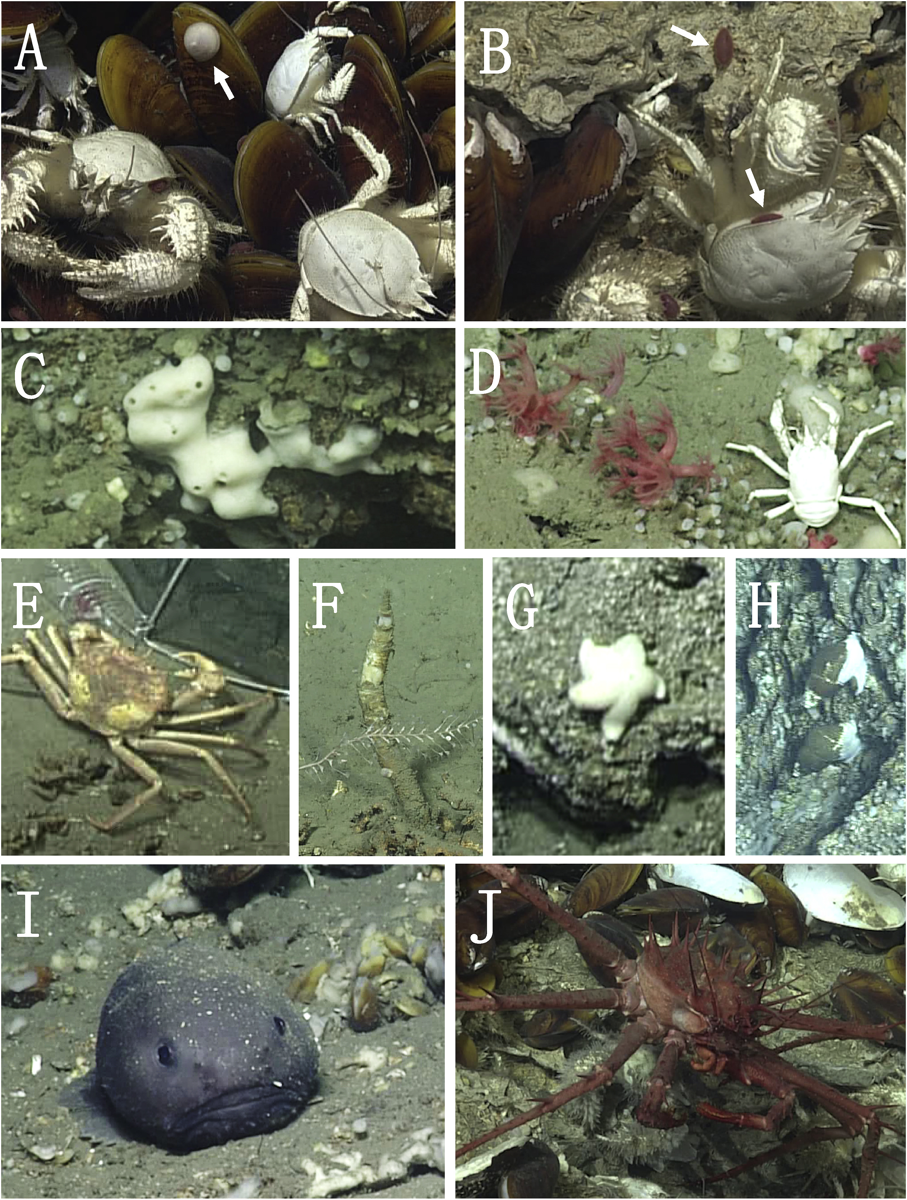 南海冷泉区生物群落研究取得重要进展
